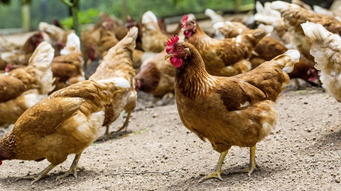 Poulet: comprendre les catégories